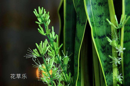 徕卡镜头好在哪精品无码国产自产在线观看，徕卡镜头好在哪，为何摄影爱好者为之痴迷？
