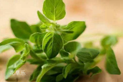 无花果功能播放灌醉水嫩大学生国内精品，无花果——低调的健康守护神，揭示其神奇功能的秘密