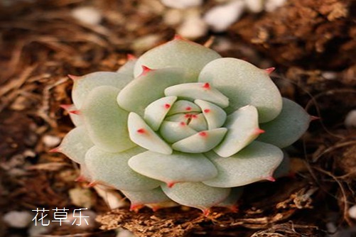 游戏邪恶动漫播放灌醉水嫩大学生国内精品，挑战道德的边界，探索人性的深渊
